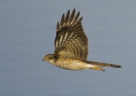Sparrow Hawk